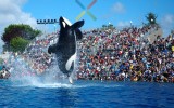 shamu