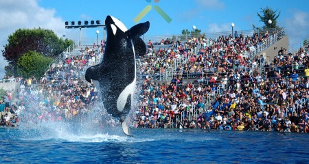 shamu