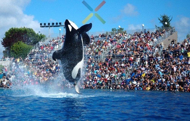 shamu
